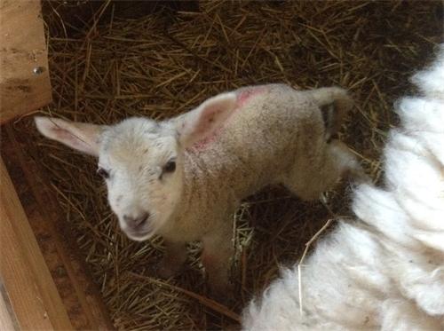 Lammetjesdag bij De Wereldboom!